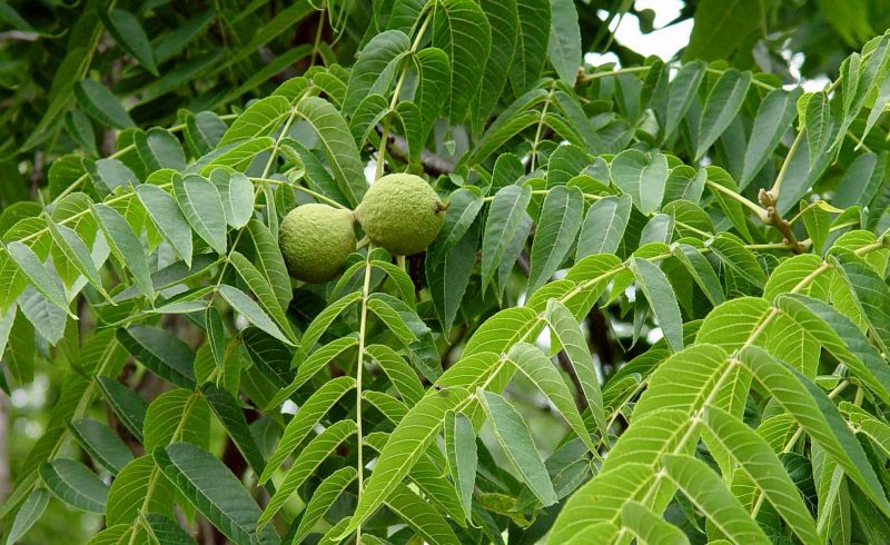 Добруджански орех
